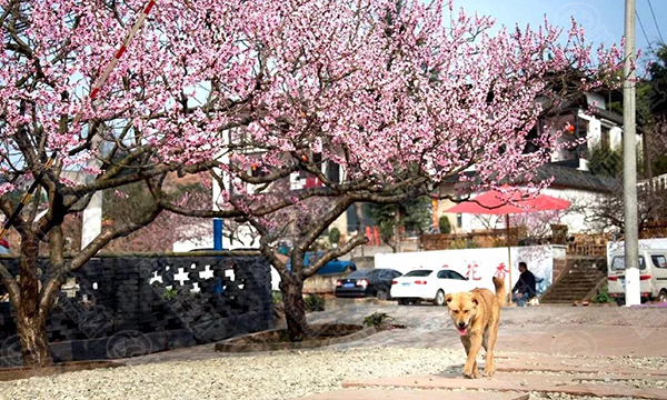 合成樹脂瓦廠家之坤寶建材——桃花溝游記