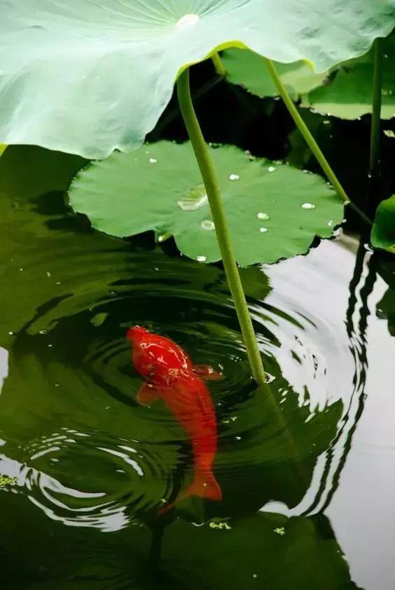 這樣的院子,只有中國人駕馭得了它!